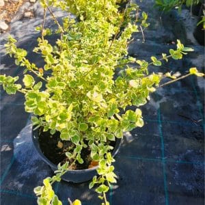 Euonymus fortunei